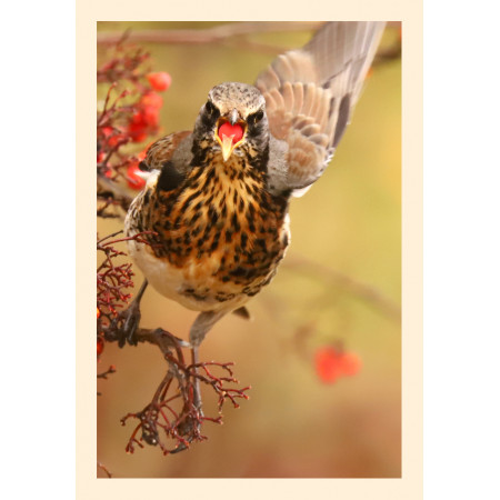 Grußkarte Vogelporträt: Wacholderdrossel mit Beere